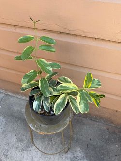 6” variegated madagascar jazmín