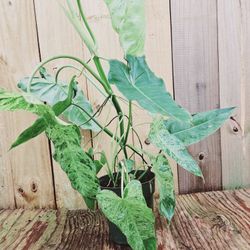 LIVE PLANT 2-3ft Philodendron Paraiso Verde variegated variagated