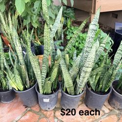 Snake Plants Located In Poway Lots Available $20 Each 