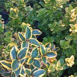 Privacy Fence Bushes.