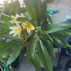 Plumeria Plant