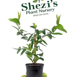Ruby Supreme Guava – 2 Ft Tall Plant