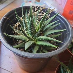 Haworthia (Haworthiopsis Sp.)