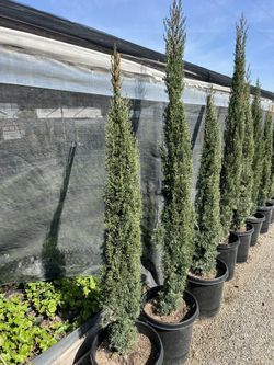 Italian Cypress 