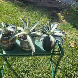 Agave Americana Medio-Picta ‘Alba’ Century Plant