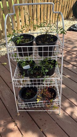 Plants