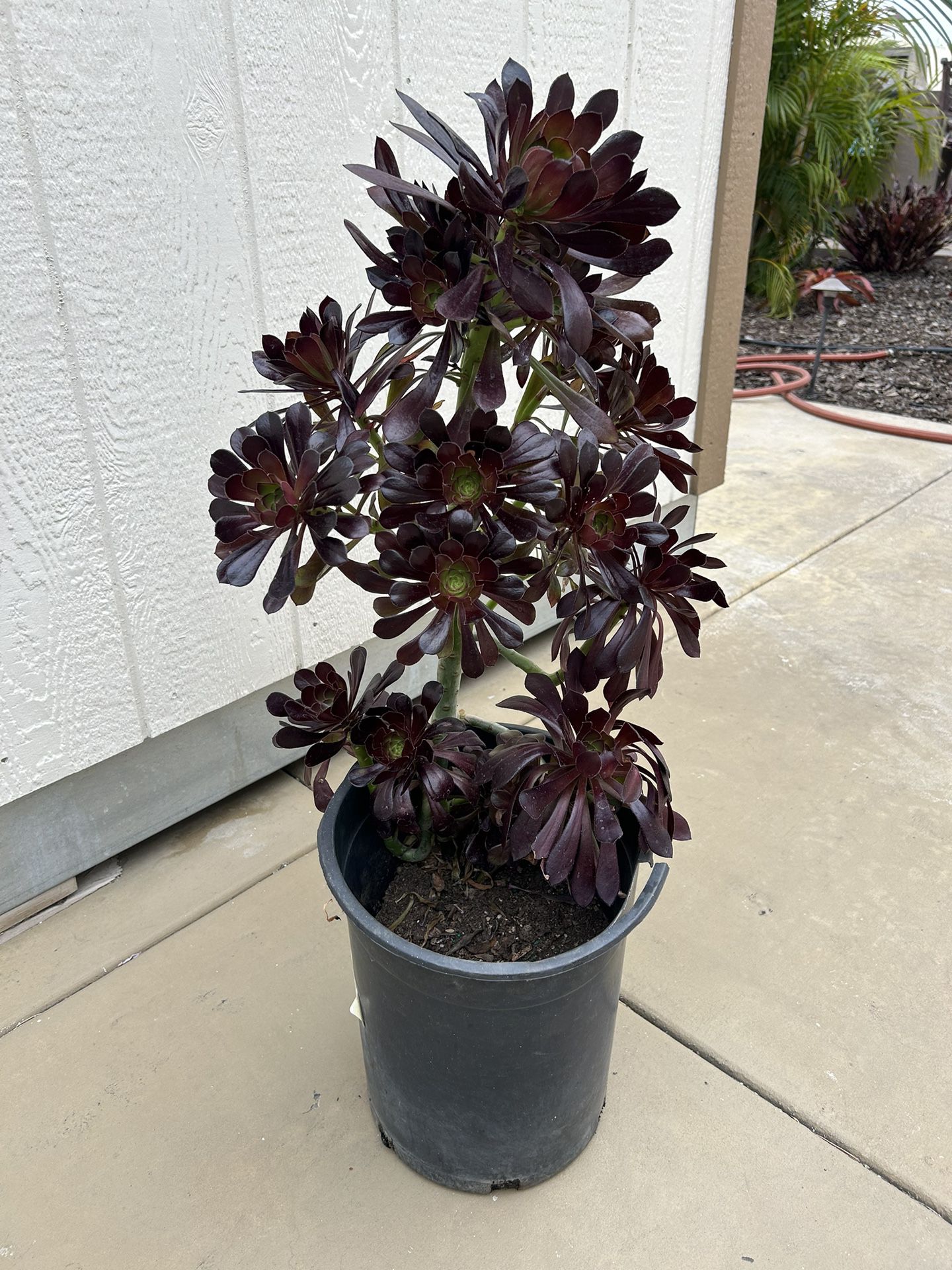Black Rose Aeonium Plant 