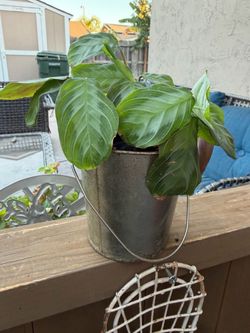 Prayer plant