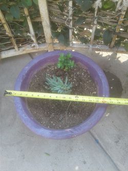 Real plant in pot $10