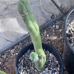 San Pedro Long Form TBM