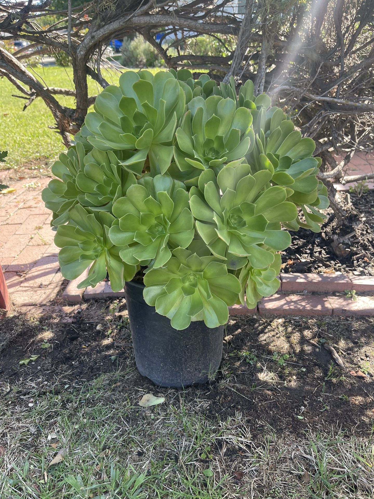 Beautiful Sacculent Plants 24-1/2”hx24”w$23