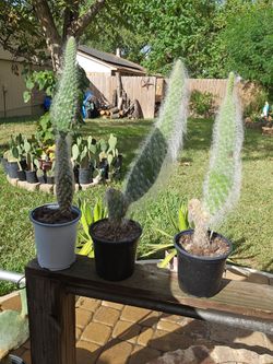 Snow Cactus🌵