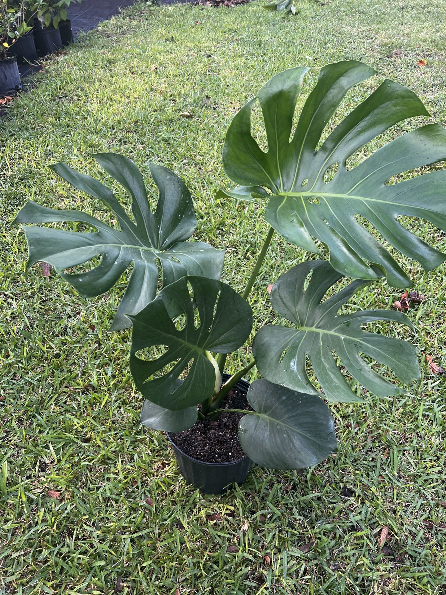 MONSTERA DELICIOSA/ SWISS CHEESE PLANT ( 3 gallon pot )