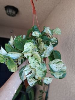 Manjula Pothos Plant $45
