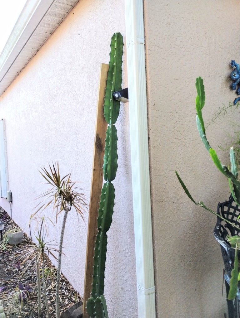 Cactus Euphorbia. 10 ft