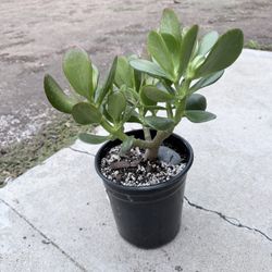 Jade Plant