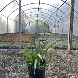 Dianella Caerella Breeze 5 Gallon Plant