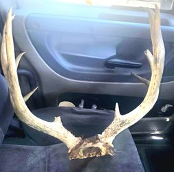 Real antlers