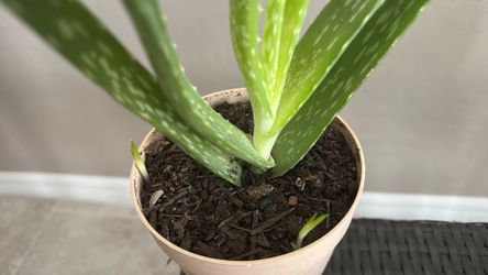 Aloe Vera Plant In Plastic Pot with 2 new sprouts