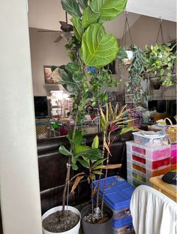 7½-Foot Fiddle-Leaf Fig Tree – Ficus Lyrata