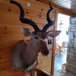 Kudu Shoulder Mount 