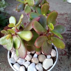 Plants Jade