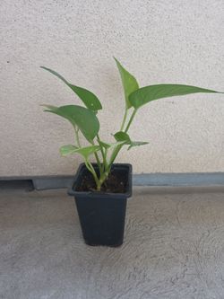 Plant