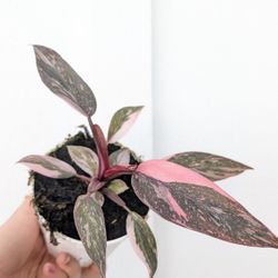 Philodendron Pink Princess Plant 4" Pot - Indoor House Plants 