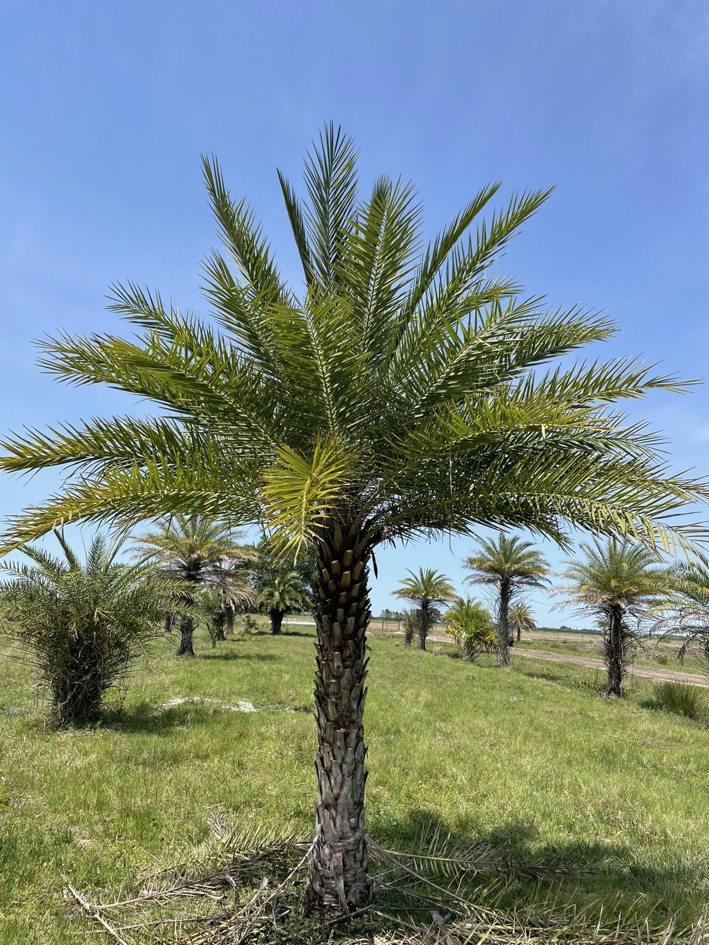 Sylvester Palm Tree With Installation