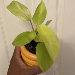 $5+ | Golden Goddess Philodendron