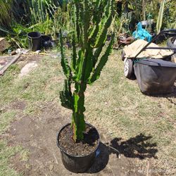 Euphoria Cactus Succulent