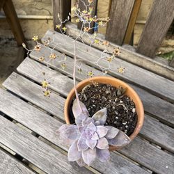 Graptopetalum Purple Rare Plant