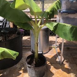 Mata De Plátanos $25