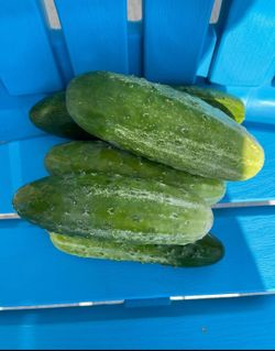 Fresh Organic Cucumbers 