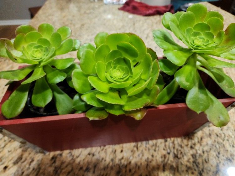 Succulent