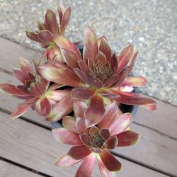 Succulents 