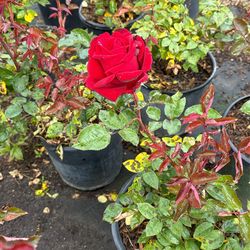 Roses