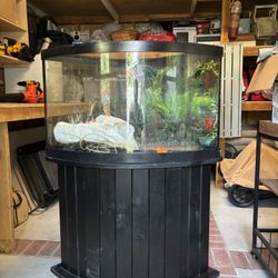 Aquarium-Bow Front 