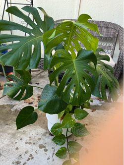 Large Monstera Arrangement in White IKEA Planter