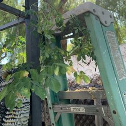 4 FT Moringa/Malungay Plant 