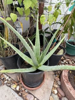 Aloe Vera Plant - Big and Healthy in 5-gal Container 