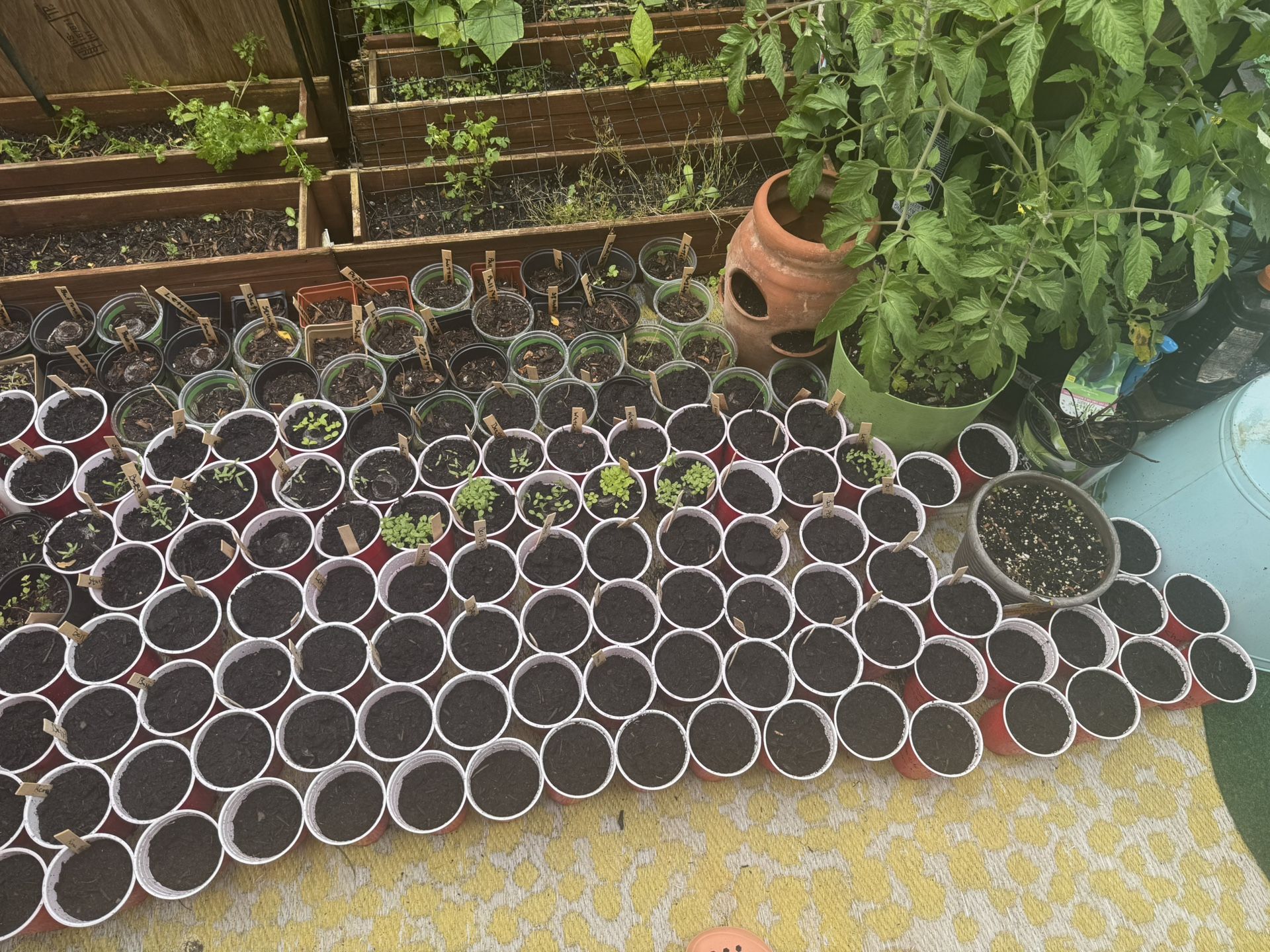 Fruit And Veggie Plant