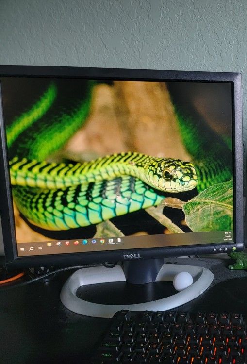Dell 19" Monitors (2)