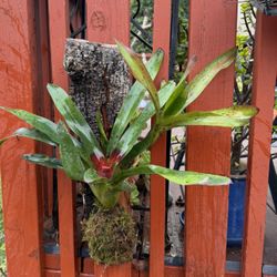 Beautiful Bromeliad Mounted On Driftwood 
