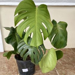 Monstera Deliciosa Swiss Cheese Plant Rooted In 6.5” Pot Tag #87