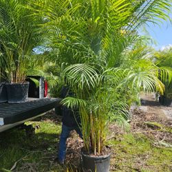 Arecas Podocarpus Clusias Over 8 To 9 Feet Tall Instant Privacy Hedge For Fence 