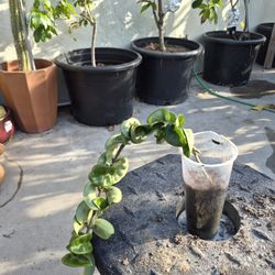 Hoya Plant 