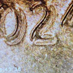 2024 Lincoln Shield Penny Error Coin Doubling Obverse And Reverse  Date Letters 