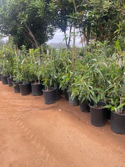 5 Gallon Size- Avocado Trees- Apple Trees- Cherry Trees- Guava Trees- Pomegranate Trees- Loquat Trees- Plum Trees- Peach Trees- Pear Trees - Nectarine