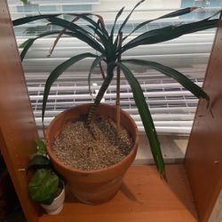 Dracaena Rikki Plant (healthy And Potted)